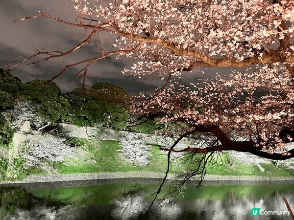 東京千島之淵是東京三大賞櫻景點之一，在皇居外，春天盛開時兩旁...