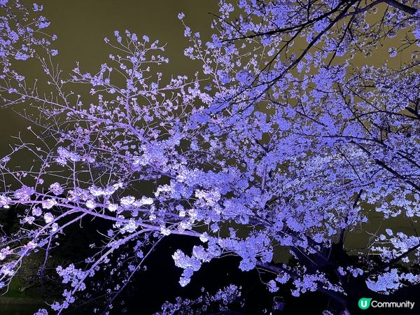 東京千島之淵是東京三大賞櫻景點之一，在皇居外，春天盛開時兩旁...