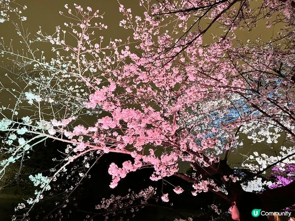 東京千島之淵是東京三大賞櫻景點之一，在皇居外，春天盛開時兩旁...