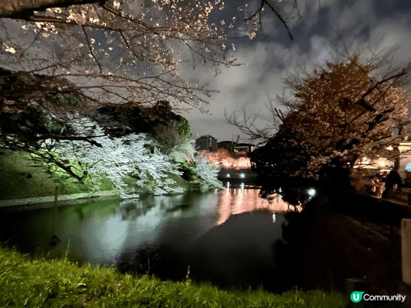 東京千島之淵是東京三大賞櫻景點之一，在皇居外，春天盛開時兩旁...