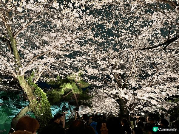 東京千島之淵是東京三大賞櫻景點之一，在皇居外，春天盛開時兩旁...
