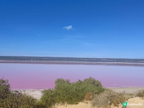 澳洲西澳打卡熱點粉紅湖，當天天氣非常好，決定自駕遊遊覽粉紅湖...