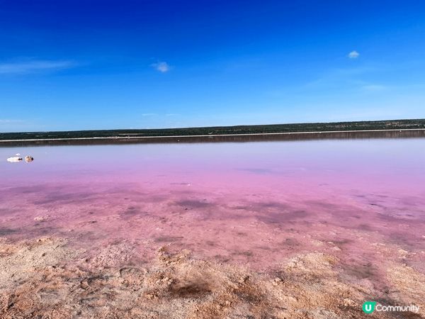 澳洲西澳打卡熱點粉紅湖，當天天氣非常好，決定自駕遊遊覽粉紅湖...