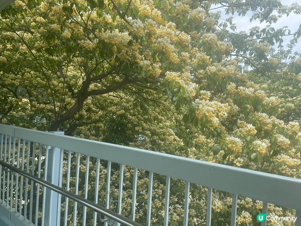 鬧市中一點花～機緣巧合經過奧海城三期天橋門口，行入天橋一刻都...