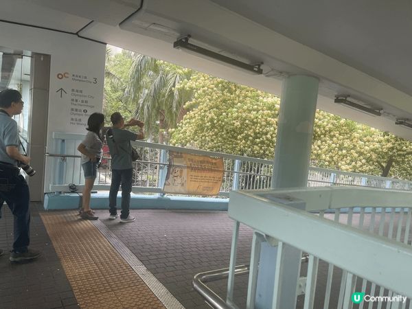 鬧市中一點花～機緣巧合經過奧海城三期天橋門口，行入天橋一刻都...