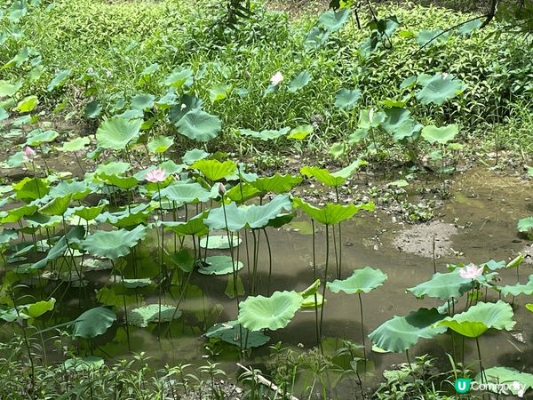 馬草壟單車遊，欣賞深圳美景，以及沿途荷花池