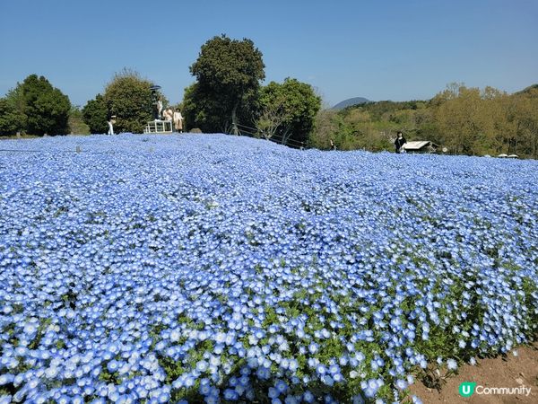 日本藍蝶花以其獨特的藍色花瓣和優雅的形狀聞名。每當春天來臨，...