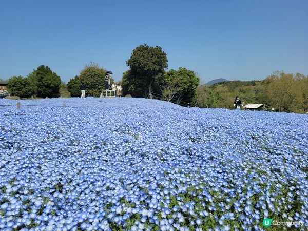 日本藍蝶花以其獨特的藍色花瓣和優雅的形狀聞名。每當春天來臨，...