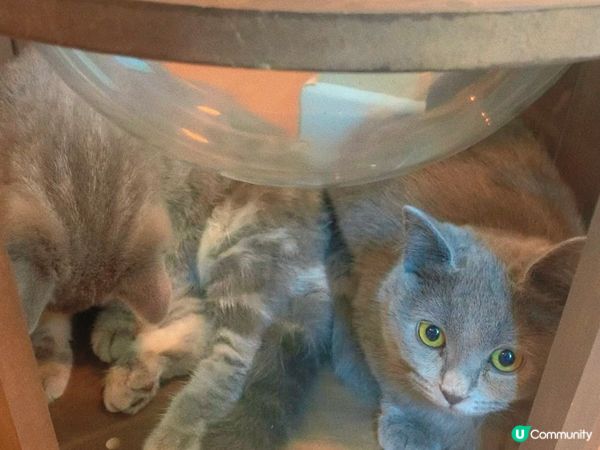 旺角｜療癒貓貓Cafe🐈