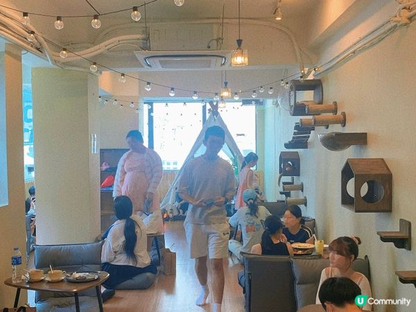 旺角｜療癒貓貓Cafe🐈