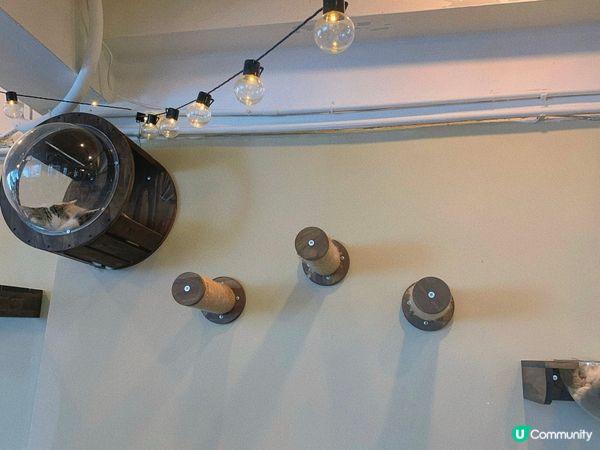 旺角｜療癒貓貓Cafe🐈