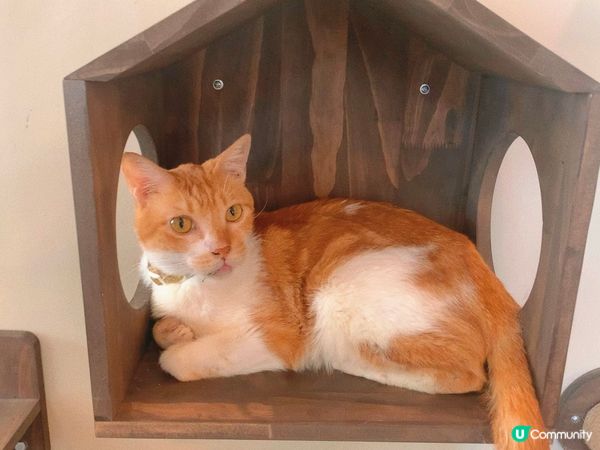 旺角｜療癒貓貓Cafe🐈