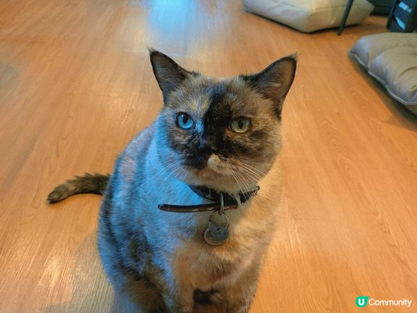 旺角｜療癒貓貓Cafe🐈