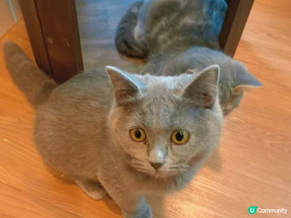 旺角｜療癒貓貓Cafe🐈