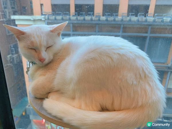 旺角｜療癒貓貓Cafe🐈