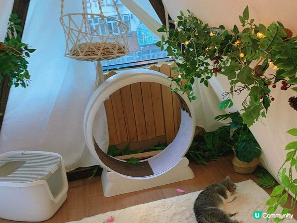 旺角｜療癒貓貓Cafe🐈