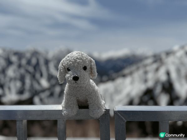 同我嘅寶貝寵物替身旅行