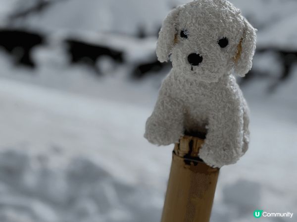 同我嘅寶貝寵物替身旅行