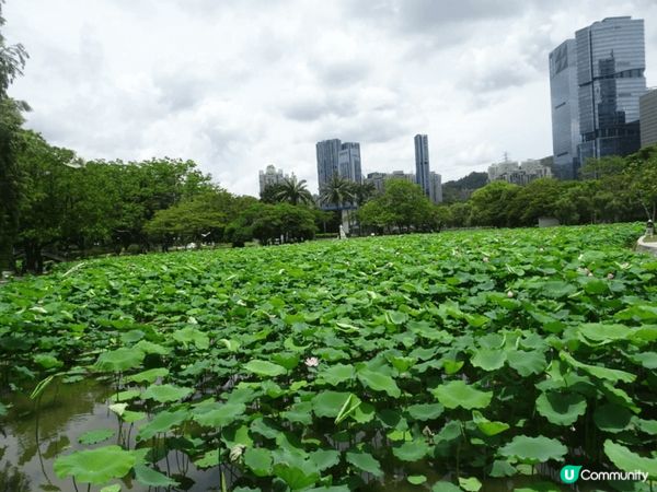 洪湖公園又大又靚，陽光普照，空氣又清新，好多靚景影相，可以比...