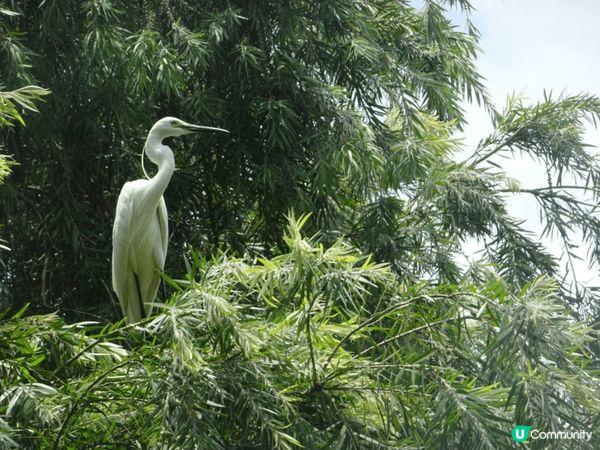 洪湖公園又大又靚，陽光普照，空氣又清新，好多靚景影相，可以比...
