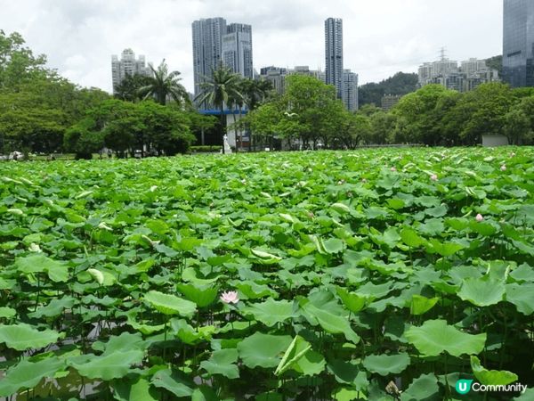 洪湖公園又大又靚，陽光普照，空氣又清新，好多靚景影相，可以比...