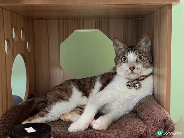 我家主子茶走，係一隻係9個月大時領養番黎既唐貓仔，而家6歲，...