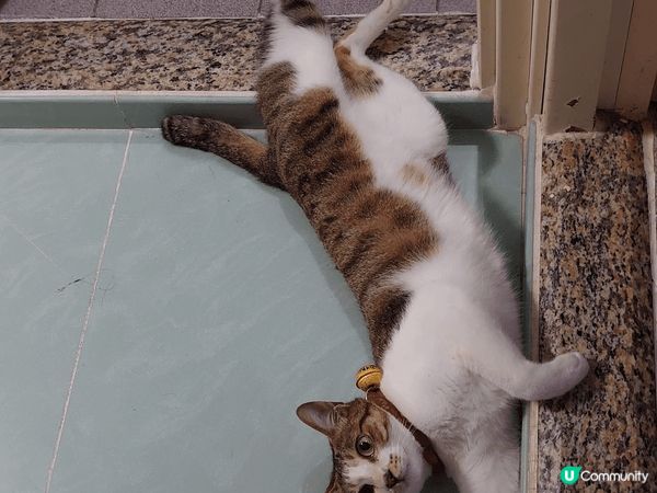 我家主子茶走，係一隻係9個月大時領養番黎既唐貓仔，而家6歲，...