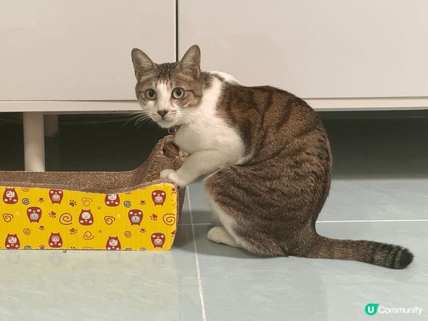 我家主子茶走，係一隻係9個月大時領養番黎既唐貓仔，而家6歲，...