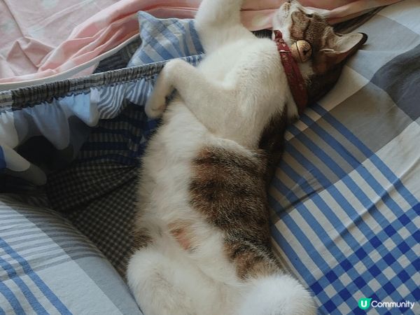 我家主子茶走，係一隻係9個月大時領養番黎既唐貓仔，而家6歲，...