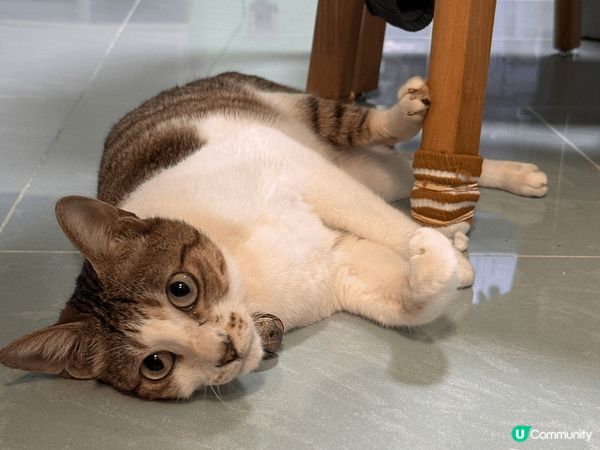 我家主子茶走，係一隻係9個月大時領養番黎既唐貓仔，而家6歲，...