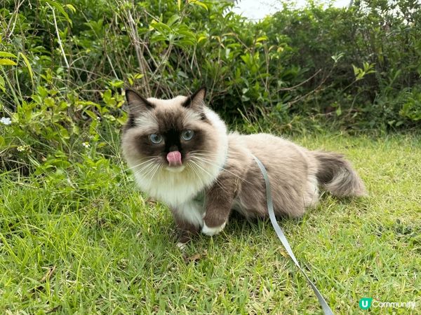 捉緊春天的尾巴，趁人唔多本菠帶左奴才出去晒太陽。奴才呢啲都市...