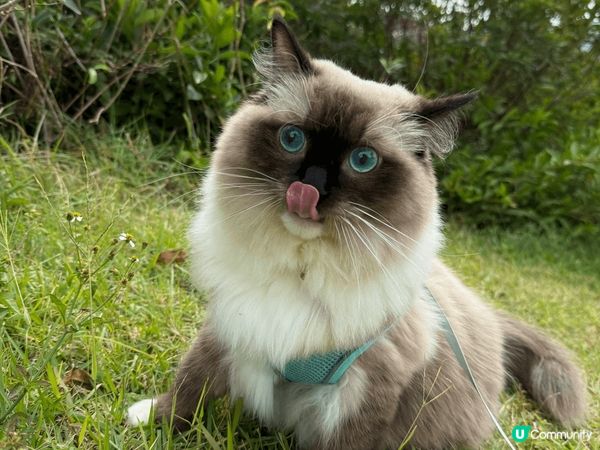 捉緊春天的尾巴，趁人唔多本菠帶左奴才出去晒太陽。奴才呢啲都市...