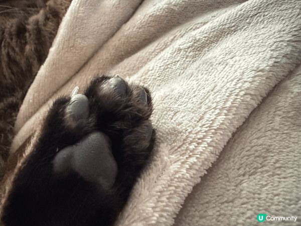 貓咪斯文的一面，人見人愛。腳掌肉肉好可愛，忍不住拍張肉照。
