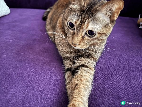 貓咪斯文的一面，人見人愛。腳掌肉肉好可愛，忍不住拍張肉照。
