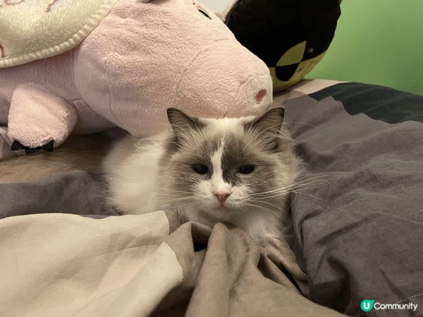 第五手接收布偶貓，養落成個小狗咁，又乖又痴身，佢仲係一個貓肉...