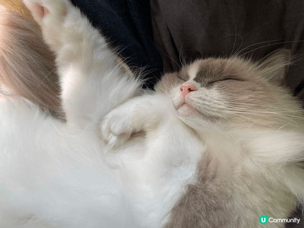 第五手接收布偶貓，養落成個小狗咁，又乖又痴身，佢仲係一個貓肉...