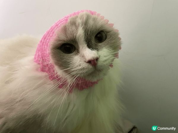 第五手接收布偶貓，養落成個小狗咁，又乖又痴身，佢仲係一個貓肉...