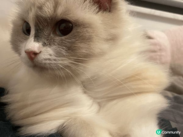 第五手接收布偶貓，養落成個小狗咁，又乖又痴身，佢仲係一個貓肉...