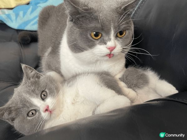 可愛的哈嚕小家族，一家6口，最喜歡美味可口罐罐，每到開餐時間...