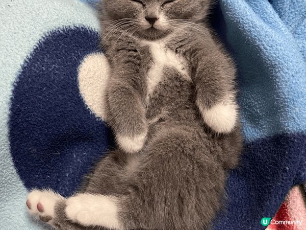 可愛的哈嚕小家族，一家6口，最喜歡美味可口罐罐，每到開餐時間...