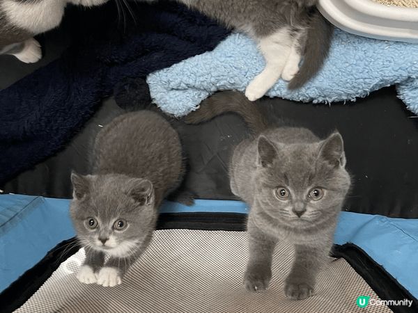 可愛的哈嚕小家族，一家6口，最喜歡美味可口罐罐，每到開餐時間...