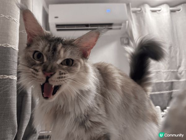 「今天嘅任務：1️⃣ 成功潛入浴室，偷走成卷廁紙，然後將成卷...