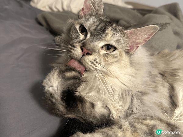 「今天嘅任務：1️⃣ 成功潛入浴室，偷走成卷廁紙，然後將成卷...