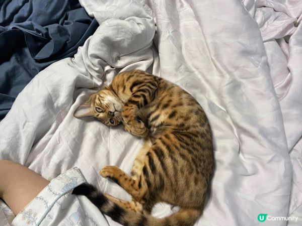 我家有5隻貓貓，5隻都是比人棄養拎反黎養，其實寵物知道邊個對...