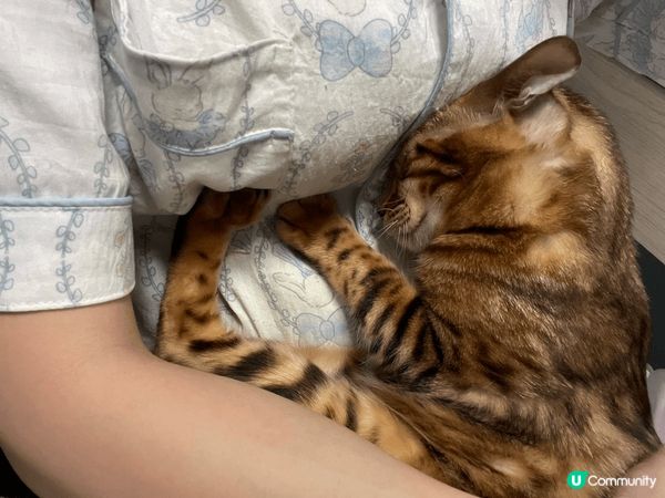 我家有5隻貓貓，5隻都是比人棄養拎反黎養，其實寵物知道邊個對...