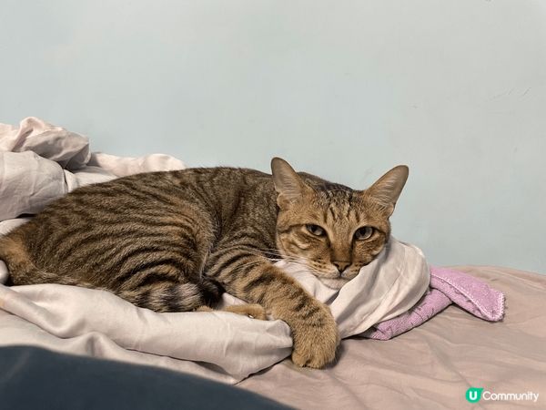 我家有5隻貓貓，5隻都是比人棄養拎反黎養，其實寵物知道邊個對...