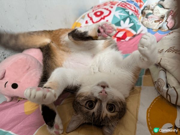 屋企隻肥貓又揀飲擇食又為食 唔俾佢食仲會咬人