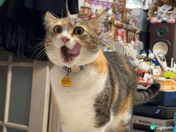 屋企隻肥貓又揀飲擇食又為食 唔俾佢食仲會咬人