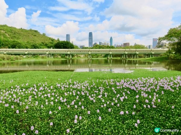 古洞大水管睇牛牛