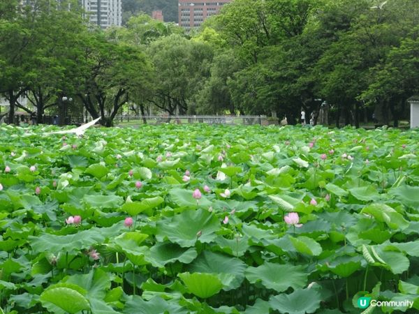 洪湖公園又大又靚，陽光普照，空氣又清新，好多靚景影相，可以比...